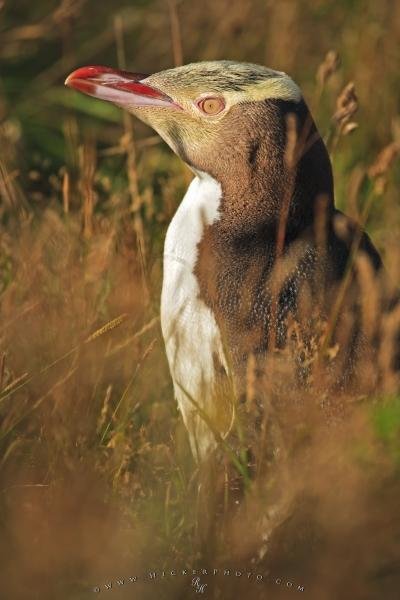 Photo: 
Endangered Yellow Eyed Penguin Reserve Otago New Zealand