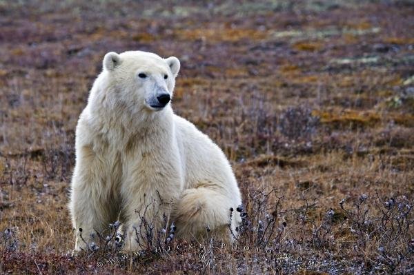 Photo: 
Endangered Animal Polar Bear Global Warming