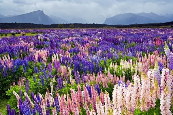 Photo: 
Flower Field Russell Lupins Fiordland National Park New Zealand