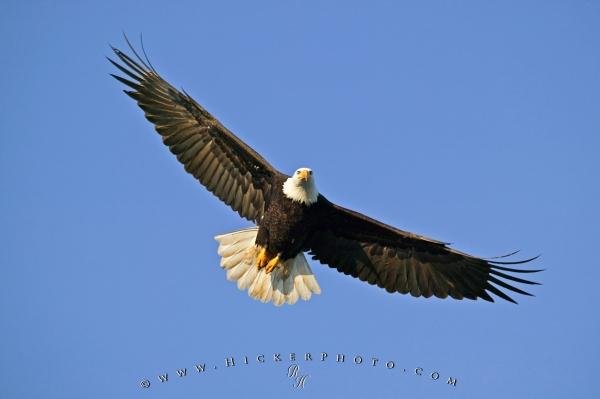 Photo: 
Fly like an Eagle