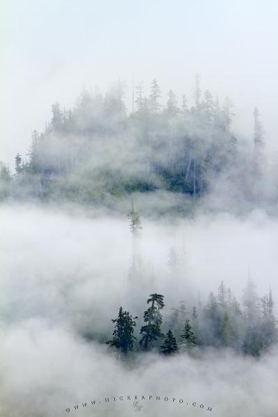 Photo: 
Fog Mist Great Bear Rainforest British Columbia