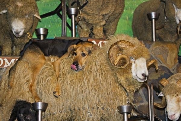 Photo: 
Funny Sheep Dog Agrodome Rotorua