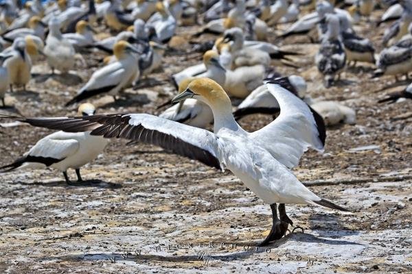 Photo: 
Gannet Wings Cape Kidnappers NZ