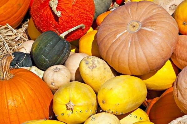 Photo: 
Gourds Squashes Pumpkins