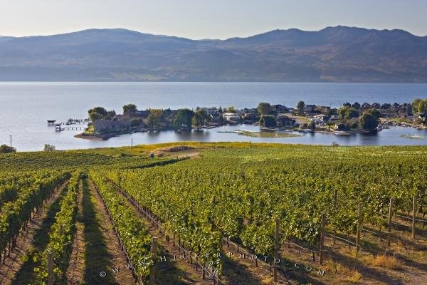 Photo: 
Grapevines Scenic Okanagan Lake View