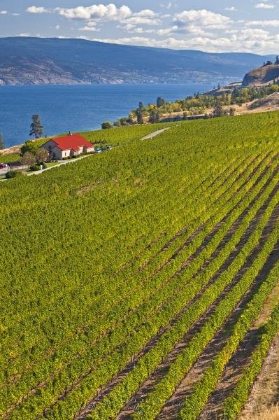 Photo: 
Greata Ranch Estate Winery Vineyard Okanagan Lake