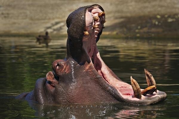 Photo: 
Hippopotamus Behavior Auckland Zoo Auckland North Island New Zealand