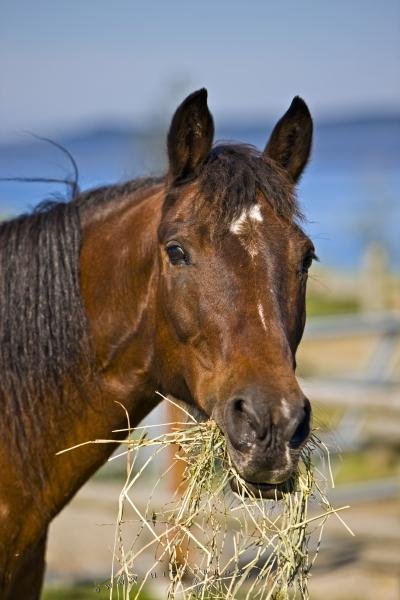 Photo: 
Horse Animal Portrait Picture