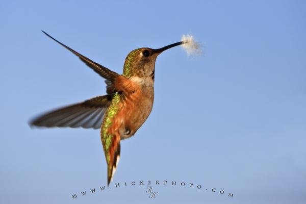 Photo: 
Hummingbird Wildlife Picture