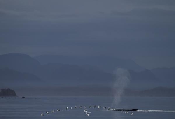 Photo: 
Tranquil Humpback Whale Spout British Columbia Coast