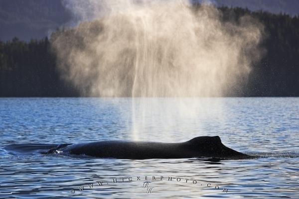 Photo: 
Baleen Humpback Whale Spout Backlit