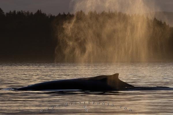 Photo: 
Humpback Whale Spout Sunset