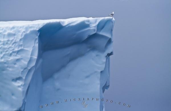 Photo: 
Iceberg Detail Picture Seagull