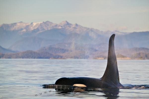 Photo: 
Photo Of A large male Killer Whale
