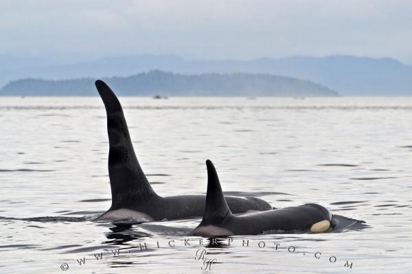 Photo: 
Orca Killer Whale Watching Vancouver Island