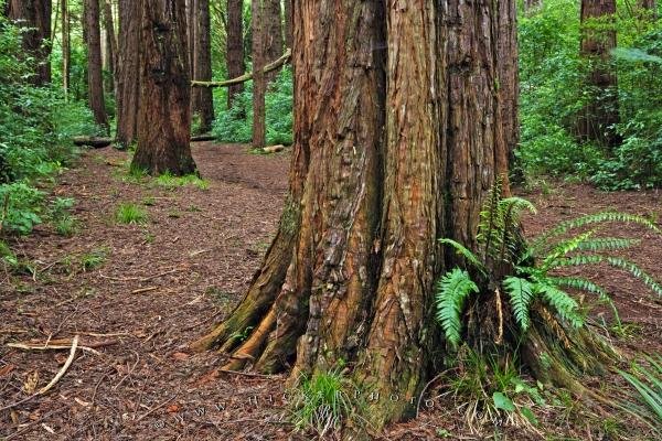 Photo: 
Lucys Gully Redwood Trees Egmont National Park NZ