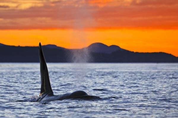 Photo: 
Male Orca