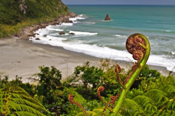 Photo: 
New Zealand Fern