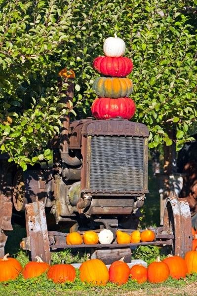 Photo: 
Old Tractor Fall Pumpkins