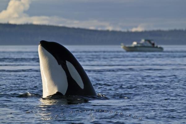 Photo: 
Orca Whale Activity Spy Hopping