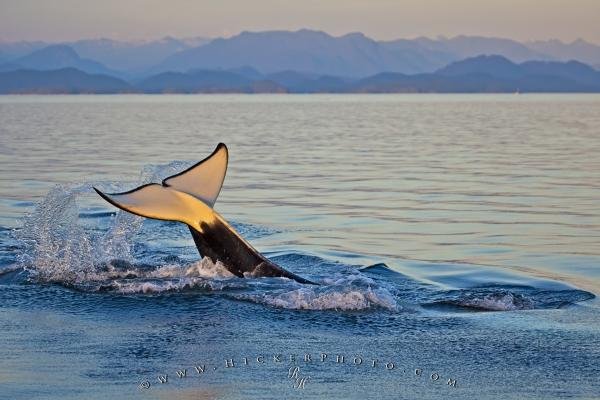 Photo: 
Orca Killer Whale Tail Fluke Underside