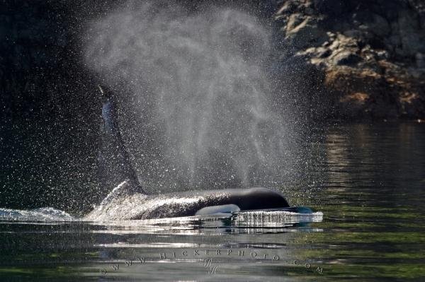 Photo: 
Orca In Sunlight