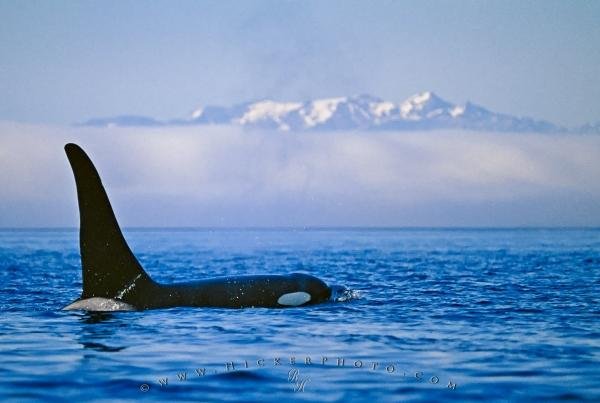 Photo: 
Killer Whale Scientific Name Orcinus orca