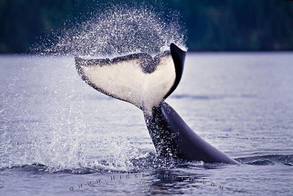 Photo: 
Killer Whale Tail