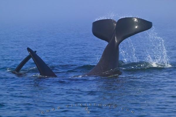 Photo: 
Playing Orca Killer Whale Tail