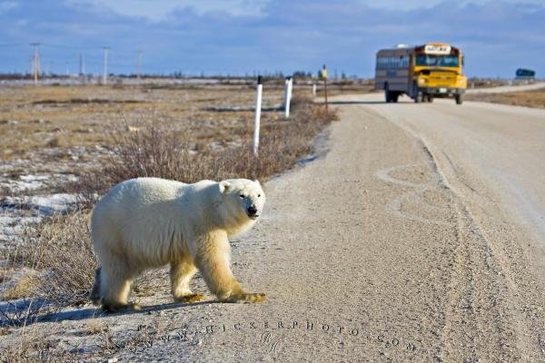 Photo: 
Polar Bear Crossing Churchill Manitoba