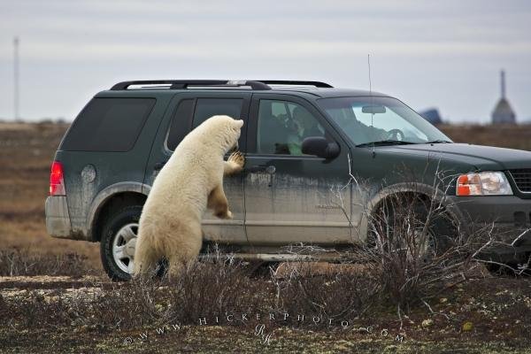 Photo: 
Polar Bear Watching Tourists Churchill Canada