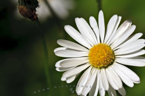 Photo: 
Pretty Daisy Flower Picture Gourdon Village France