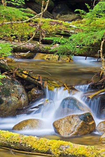 Photo: 
Pure Water Forest Stream Picture