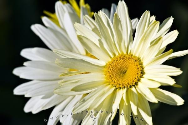 Photo: 
Shasta Daisy Flowers Picture