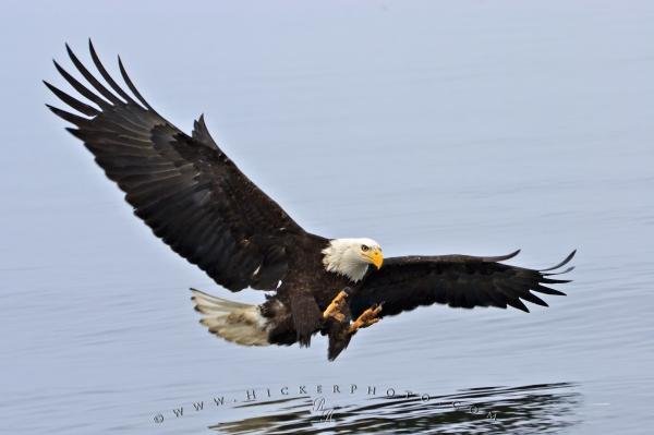 Photo: 
Spread Eagle Open Wings Fishing