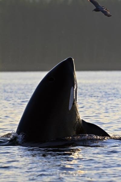 Photo: 
Spy hopping Whale Watching Transient Orca Whale