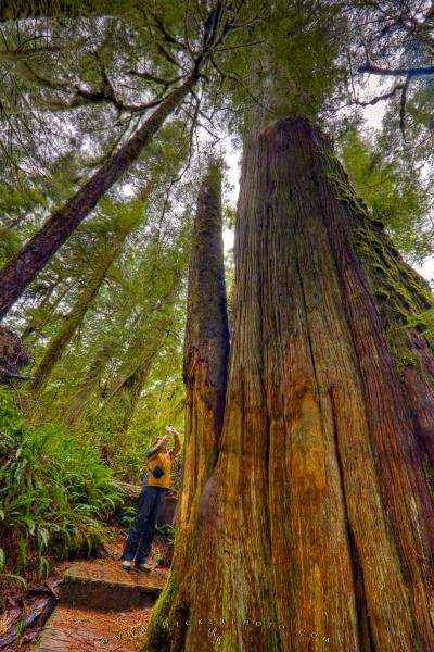 Photo: 
Tall Cedar Tree Tourist Attraction Pacific Rim