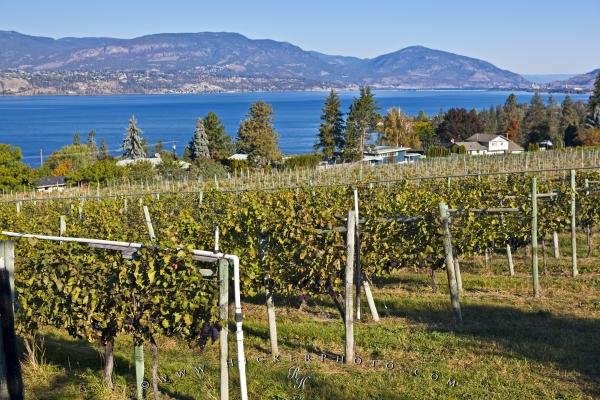 Photo: 
Okanagan Valley Landscape