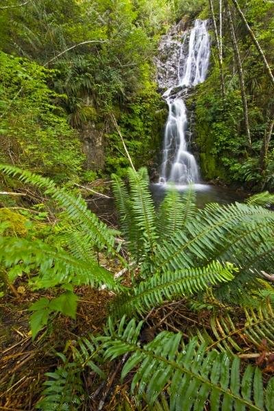 Photo: 
Waterfall Native Temperate Rain Forest Picture