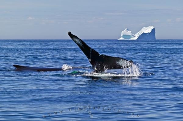 Photo: 
Humpback Whales Tail Iceberg Atlantic