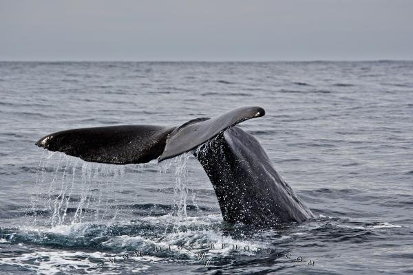 Photo: 
Whale Watching Trips Kaikoura New Zealand