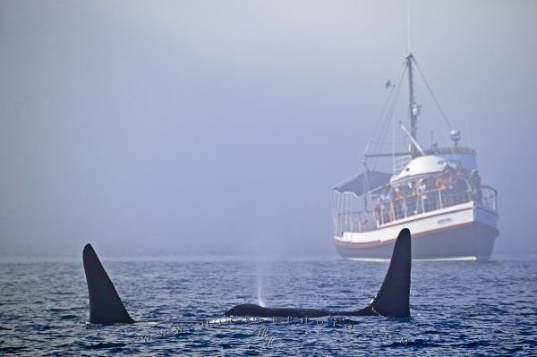 Photo: 
Killer Whale Watching Gikumi Tour Boat
