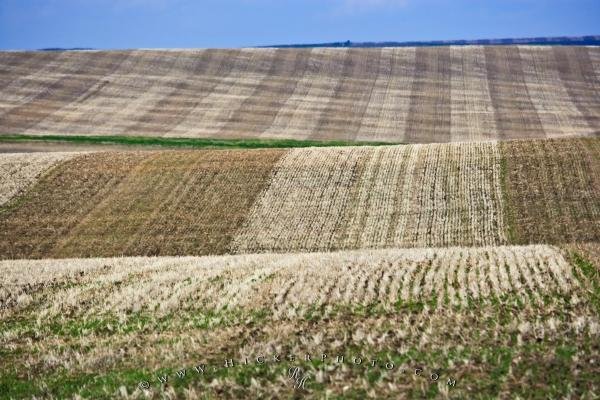 Photo: 
Wheat Field Alberta Picture