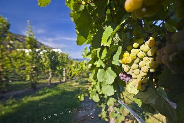 Photo: 
White Grapes Okanagan Lake Winery Bonitas