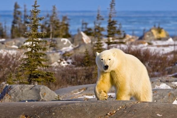 Photo: 
Wildlife Photo Polar Bear Hudson Bay Landscape