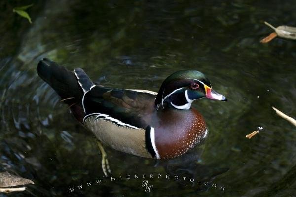 Photo: 
Wood Duck Picture