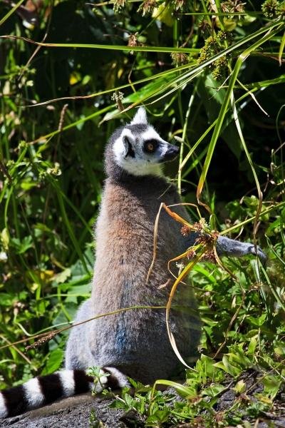 Photo: 
Auckland Zoo Animal